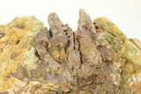 Fossil Dinosaur Bone Fragments in Sandstone - Wyoming #292582-2